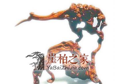 只有枯死后的崖柏才值钱