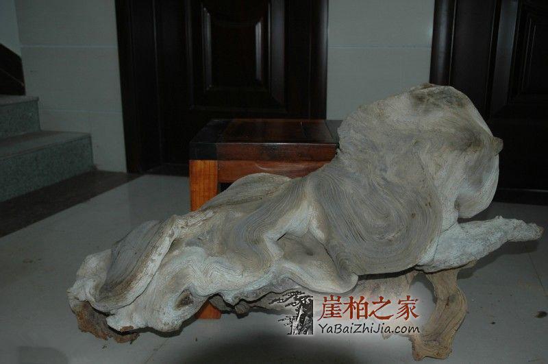 崖柏的历史:今生与前世