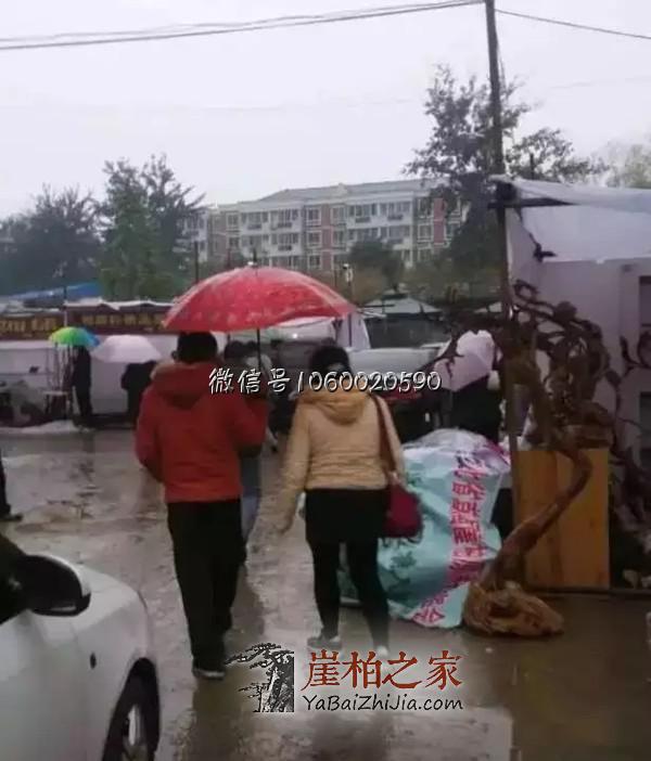 崖柏原料淘宝会有感:崖柏荒的时代将要来临了!