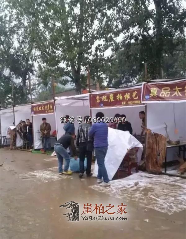 崖柏原料淘宝会有感:崖柏荒的时代将要来临了!
