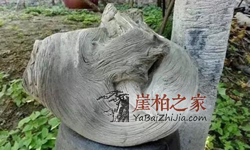 如今崖柏市场第一个问题:精品难求