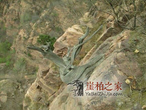 太行崖柏有什么功效?看完我懂了-1