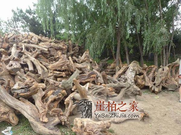 如何选择崖柏种类?这几种料让你高枕无忧