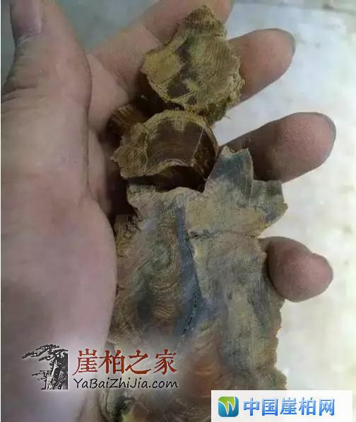 崖柏开料扯珠子!本来就是个赌局!