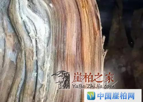 崖柏开料扯珠子!本来就是个赌局!