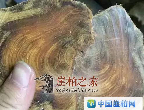 崖柏开料扯珠子!本来就是个赌局!