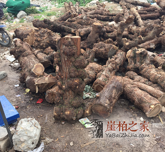 教你正确辨别崖柏的三大妙招