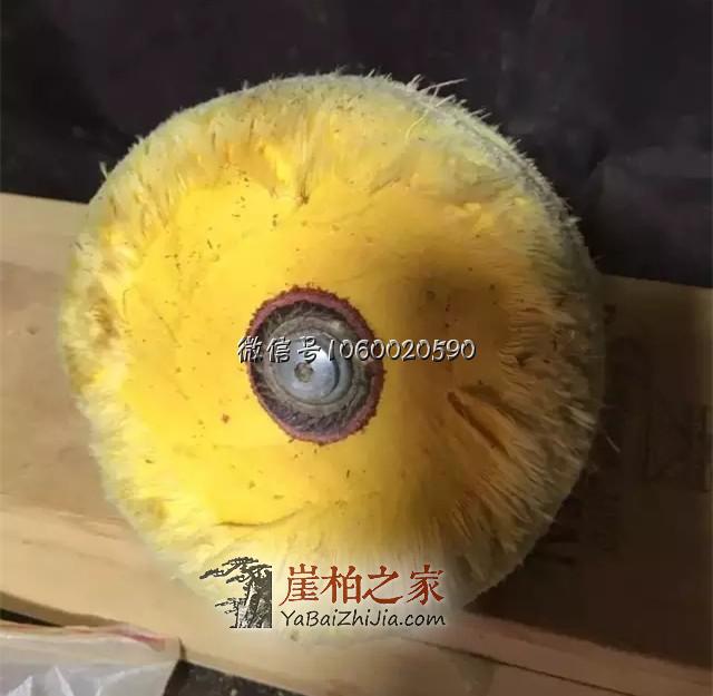 崖柏如何抛光才更亮?