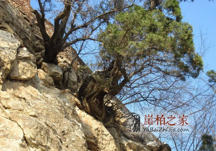 1493262346118892.png QQ截图20170427110546.png