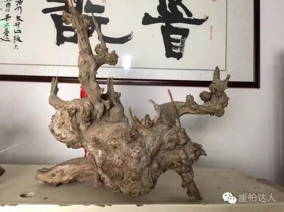 崖柏陈化瘤疤的形成和价值