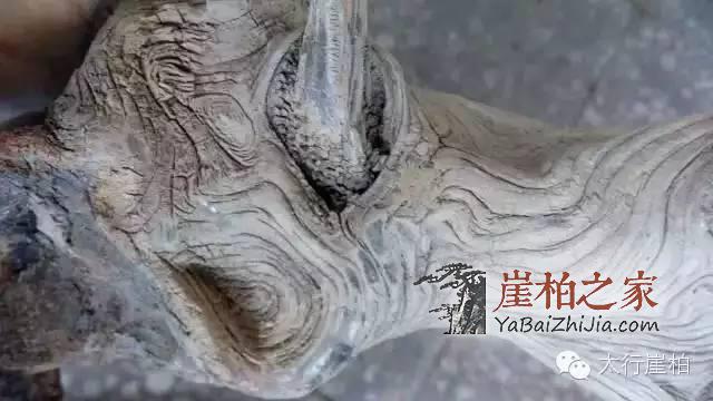 1493779499296359.jpg 10.jpg