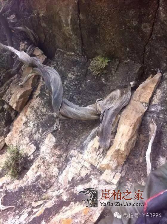 1493889254123892.jpg 微信图片_20170504171423.jpg