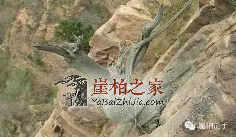 1493962868995368.jpg 微信图片_20170505133547.jpg