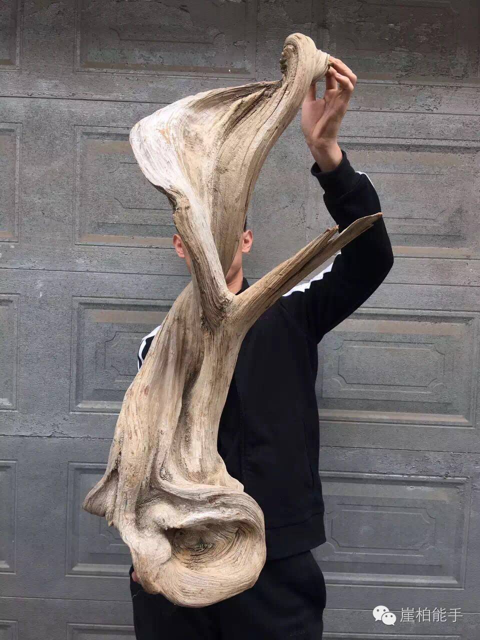 崖柏价值知多少？崖柏影响力有多强？