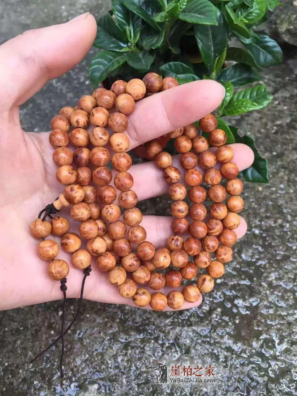 崖柏的价格行情
