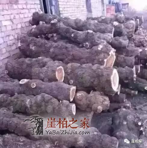 淘宝上崖柏价格为什么相差这么大?里面的猫腻是什么?-3