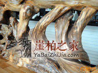 崖柏很火,可是你真的了解崖柏吗?-2