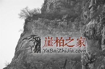 崖柏很火,可是你真的了解崖柏吗?-3