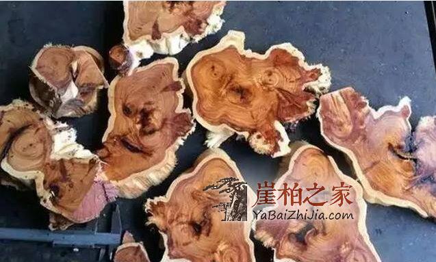 崖柏很火,可是你真的了解崖柏吗?-5