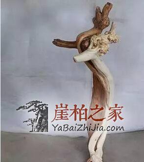 拥有自然美感的崖柏根雕,日常保养中要注意什么?-2