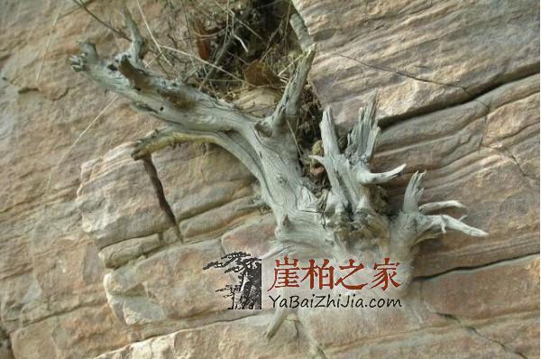 崖柏料南方和北方有明显区别,你知道吗?-1