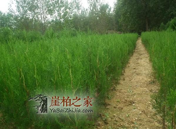 崖柏料南方和北方有明显区别,你知道吗?-2