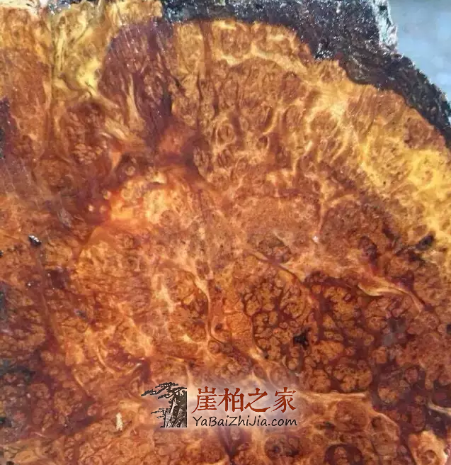 崖柏料南方和北方有明显区别,你知道吗?-5