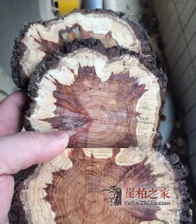 崖柏料南方和北方有明显区别,你知道吗?-6