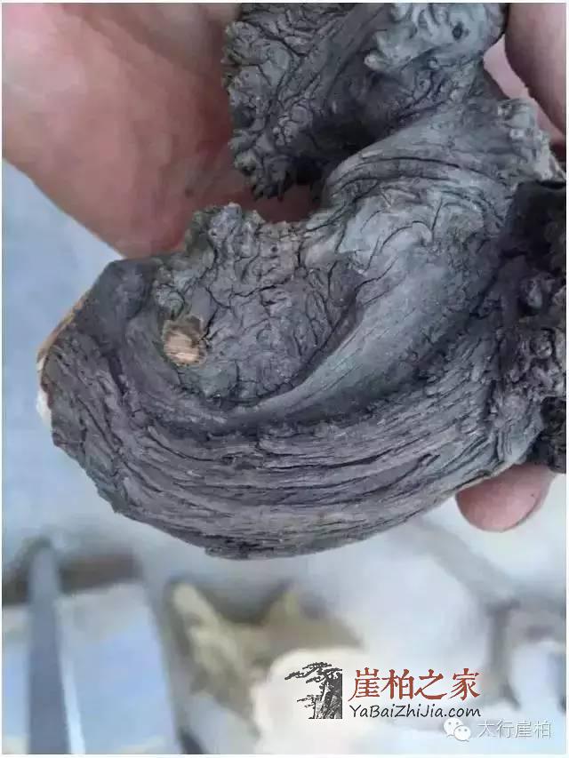 崖柏凭什么能这么火?崖柏的好你懂多少-1