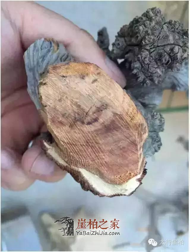 崖柏凭什么能这么火?崖柏的好你懂多少-2