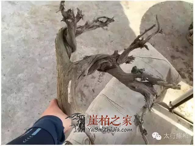 崖柏凭什么能这么火?崖柏的好你懂多少-4