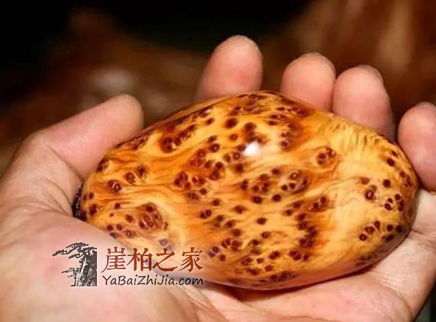 你是否也中了崖柏的毒?崖柏五大特性介绍-2