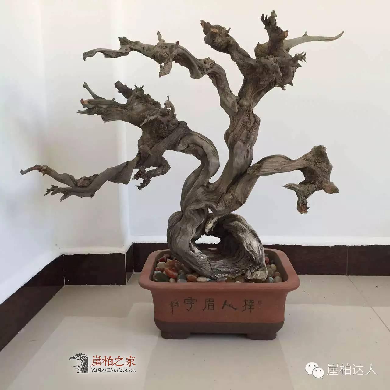 崖柏料型千奇百怪 哪款是你爱?-2