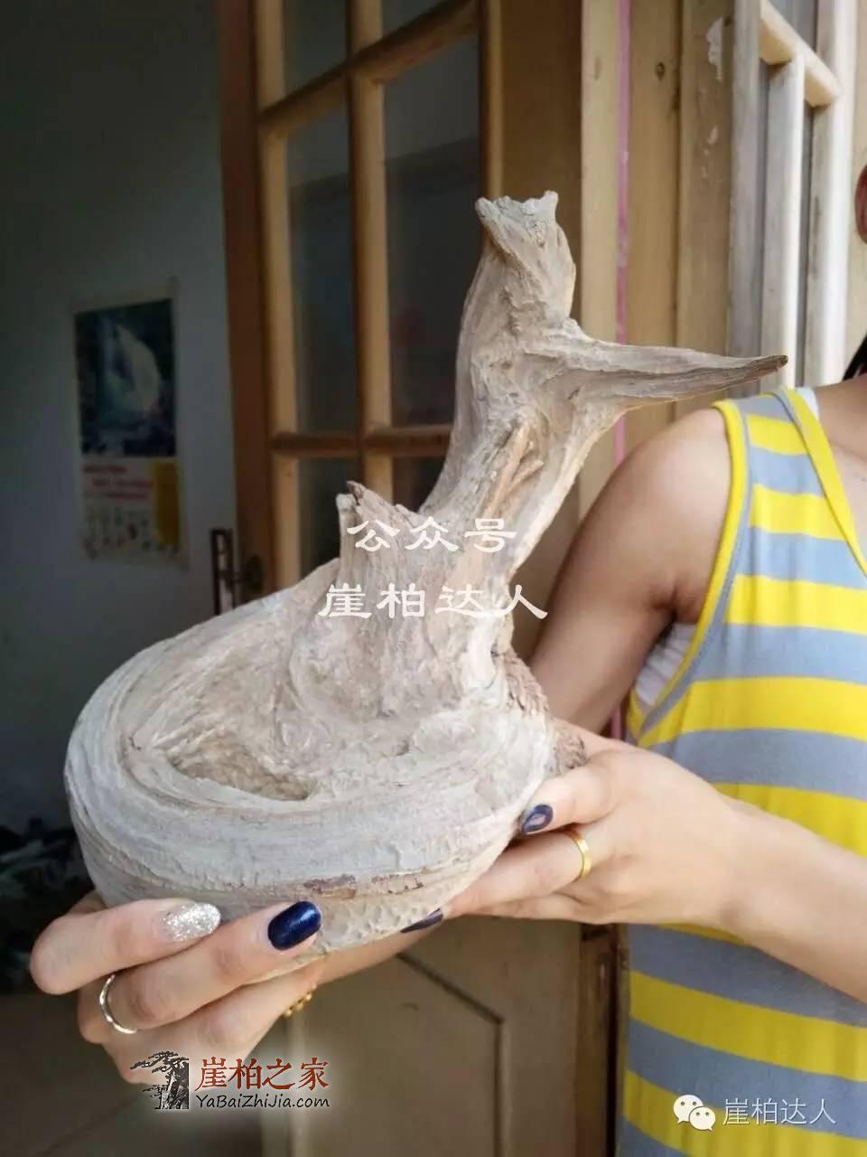 崖柏料型千奇百怪 哪款是你爱?-4