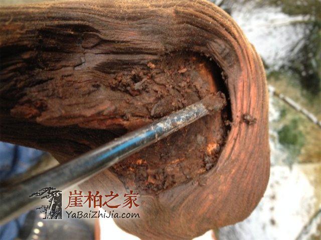 初学者必看:崖柏要这样打磨抛光才能不伤纹理-4