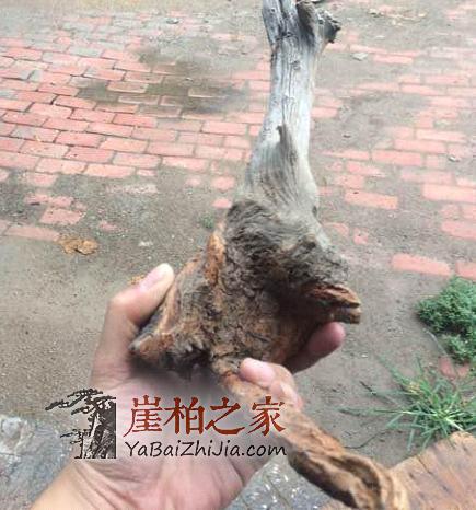 看民间高手如何把丑陋的崖柏根变成精美的手把件的?-2