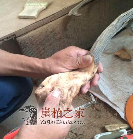看民间高手如何把丑陋的崖柏根变成精美的手把件的?-7