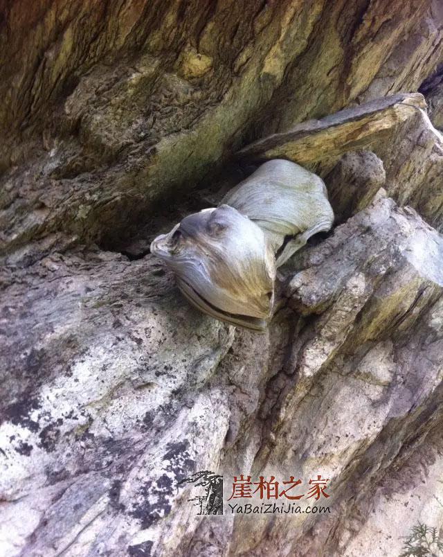 崖柏的“油性”决定品质,高油性是崖柏价值的基础-1