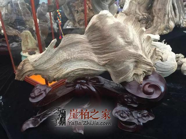 崖柏的“油性”决定品质,高油性是崖柏价值的基础-3