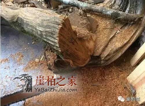 崖柏黑油料是怎么形成的?崖柏陈化料切下去后冒出黑油-1