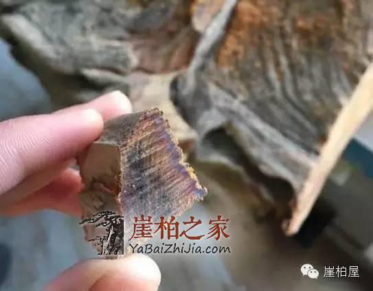 崖柏黑油料是怎么形成的?崖柏陈化料切下去后冒出黑油-2