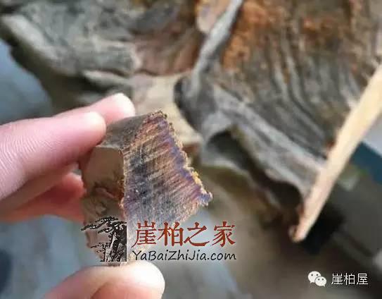 崖柏黑油料是怎么形成的？崖柏陈化料切下去后冒出黑油-2