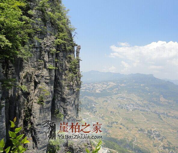 为什么玩崖柏,崖柏有什么投资价值?-1