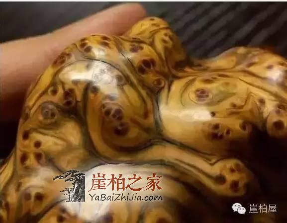 崖柏开裂怎么办?崖柏开裂修复措施介绍-1