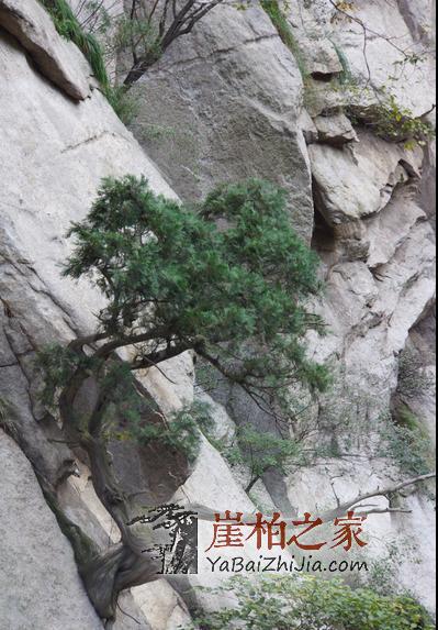 崖柏独特的魅力:“状物却不滞于物,绘形而不囿于形”-1