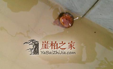 沉水实验证明:崖柏好坏不能按沉不沉水定!-3