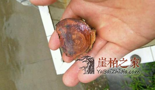 沉水实验证明:崖柏好坏不能按沉不沉水定!-2