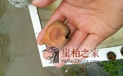 沉水实验证明:崖柏好坏不能按沉不沉水定!-4