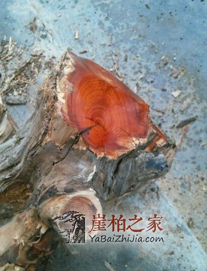 沉水实验证明:崖柏好坏不能按沉不沉水定!-6