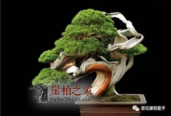 崖柏怎么玩?四种玩法让你玩透崖柏-3